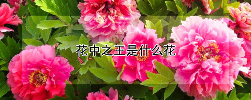 花中之王是什麼花