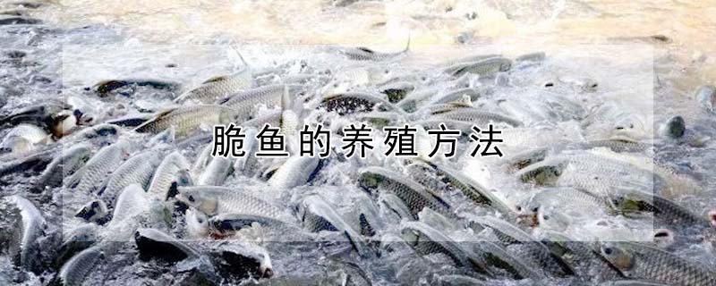 脆魚的養殖方法