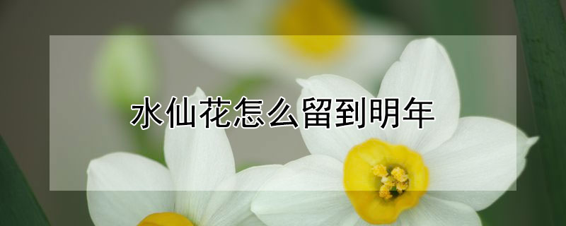 水仙花怎麼留到明年