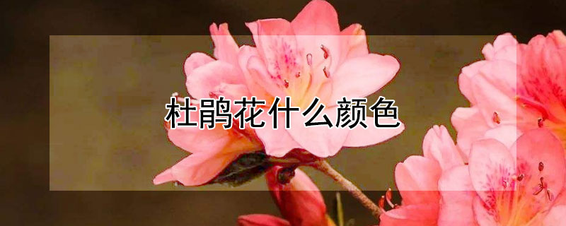 杜鵑花什麼顏色