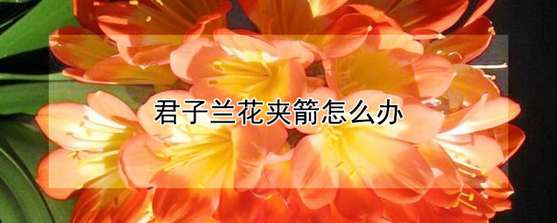 君子蘭花夾箭怎麼辦