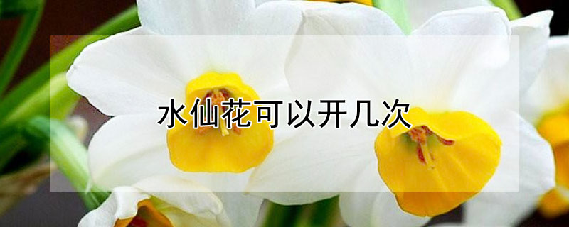 水仙花可以開幾次