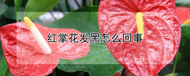 紅掌花發黑怎麼回事