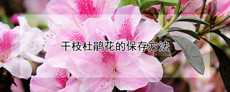 幹枝杜鵑花的保存方法