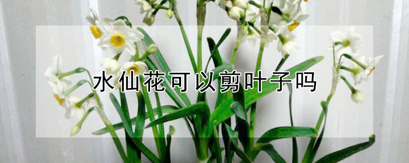 水仙花可以剪葉子嗎