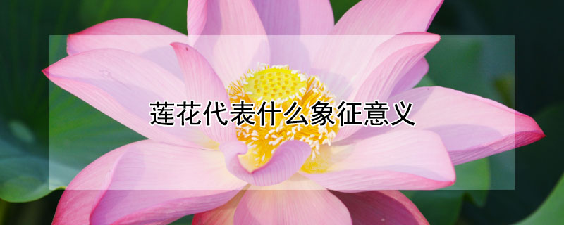 蓮花代表什麼象征意義