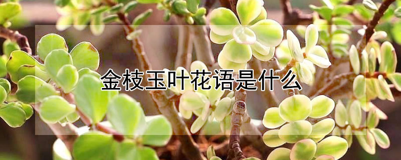 金枝玉葉花語是什麼