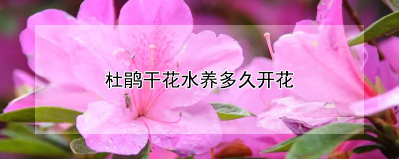 杜鵑幹花水養多久開花