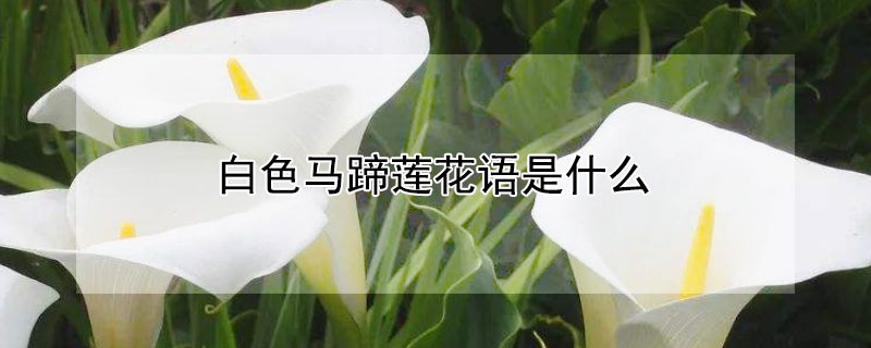 白色馬蹄蓮花語是什麼