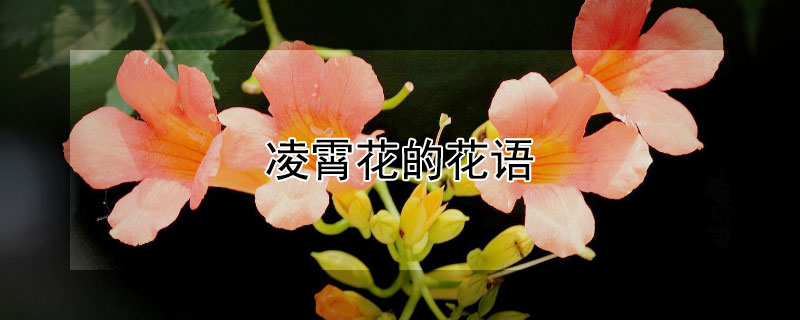 淩霄花的花語