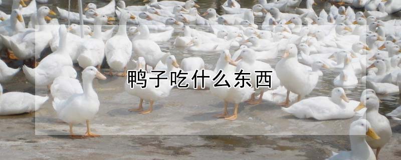 鴨子吃什麼東西