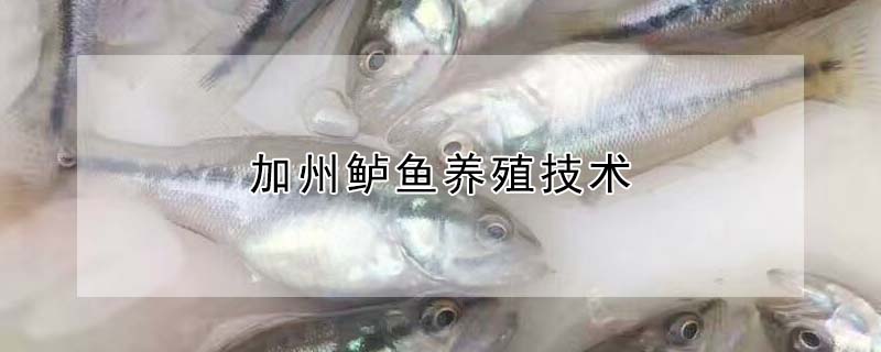 加州鱸魚養殖技術