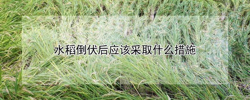 水稻倒伏後應該采取什麼措施