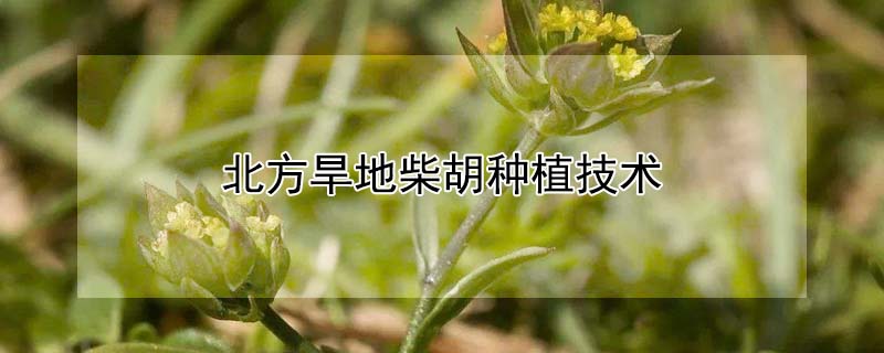 北方旱地柴胡種植技術