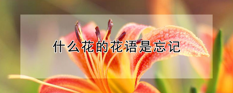 什麼花的花語是忘記