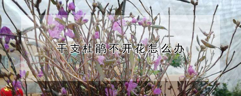 幹支杜鵑不開花怎麼辦