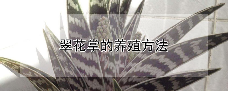 翠花掌的養殖方法