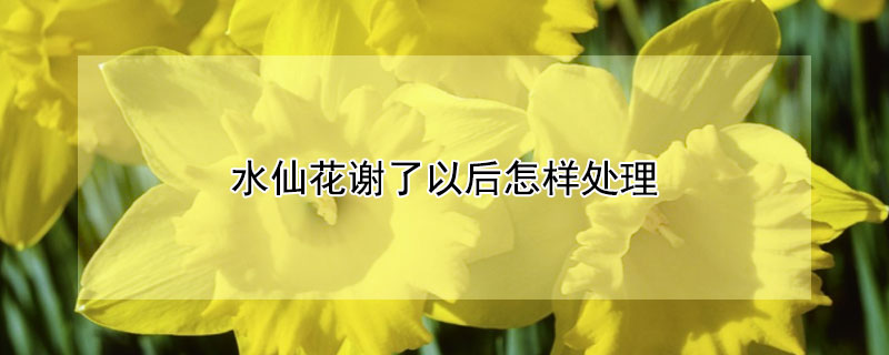 水仙花謝了以後怎樣處理