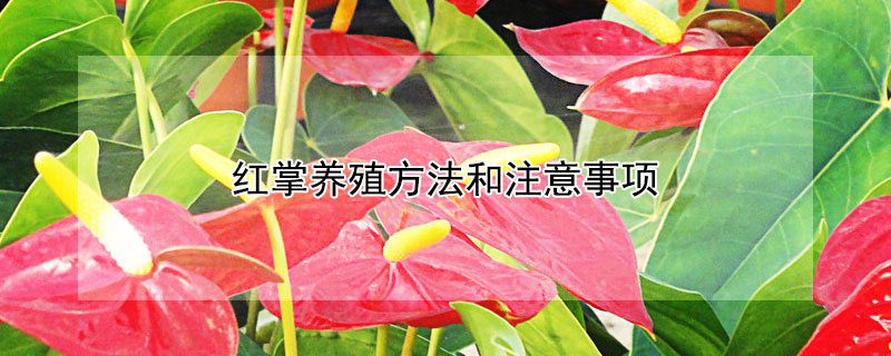 紅掌養殖方法和注意事項