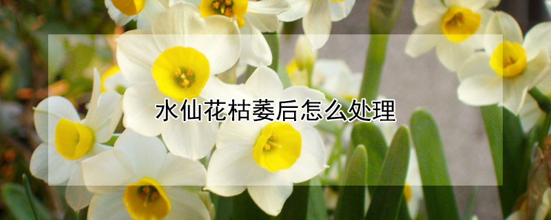 水仙花枯萎後怎麼處理