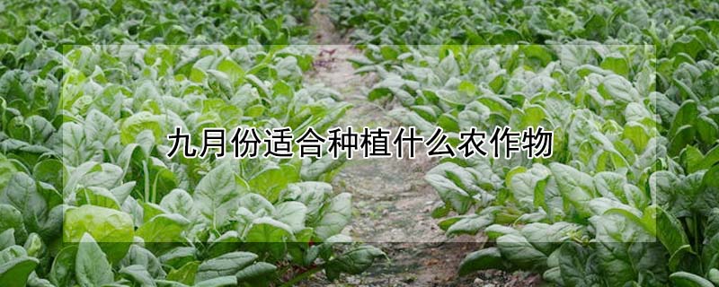 九月份適合種植什麼農作物