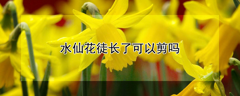 水仙花徒長了可以剪嗎