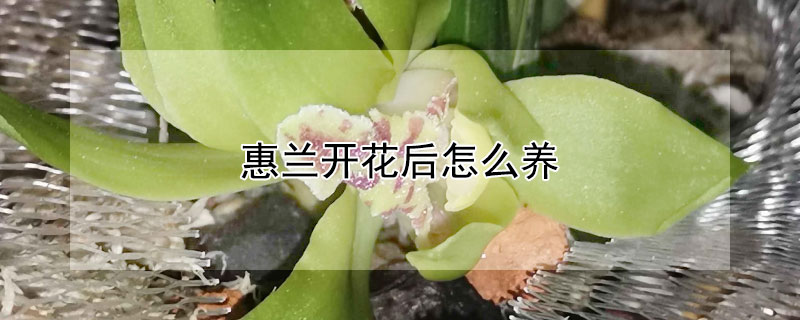 惠蘭開花後怎麼養