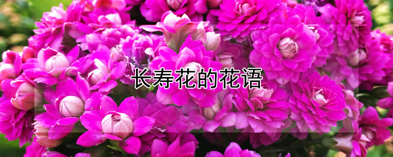 長壽花的花語