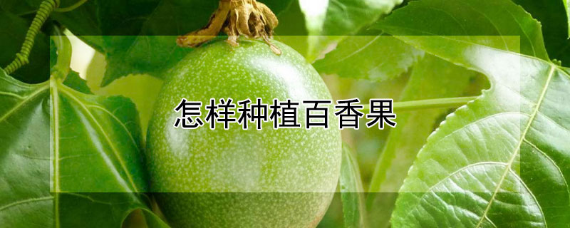 怎樣種植百香果