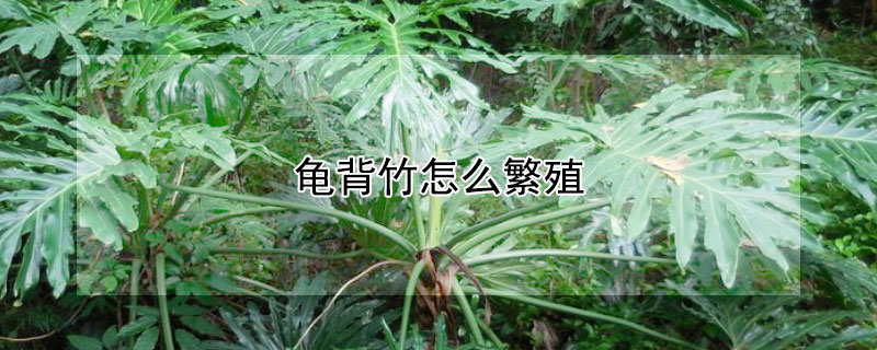 龜背竹怎麼繁殖