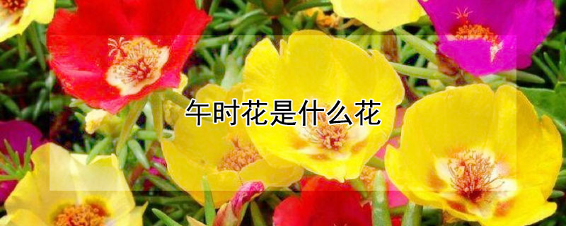 午時花是什麼花