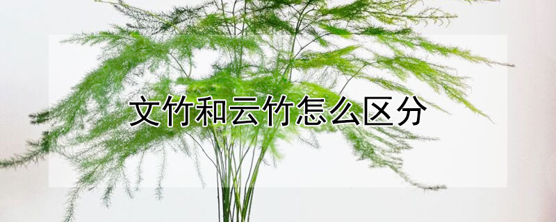 文竹和雲竹怎麼區分