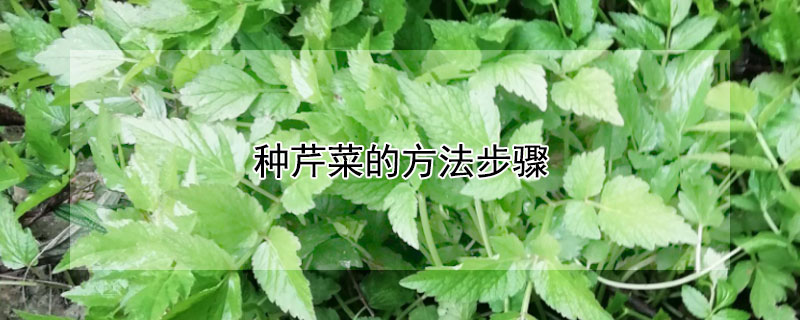 種芹菜的方法步驟