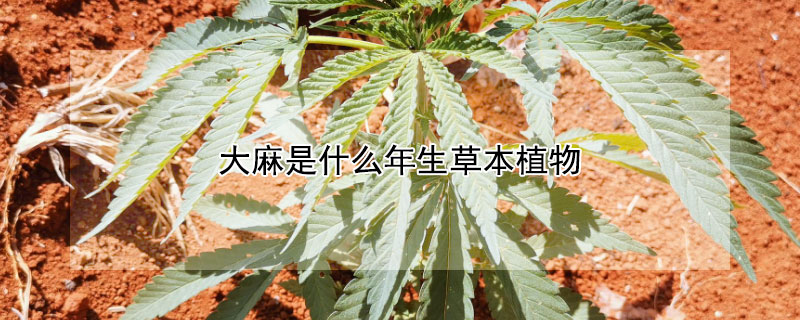 大麻是什麼年生草本植物 發財農業網