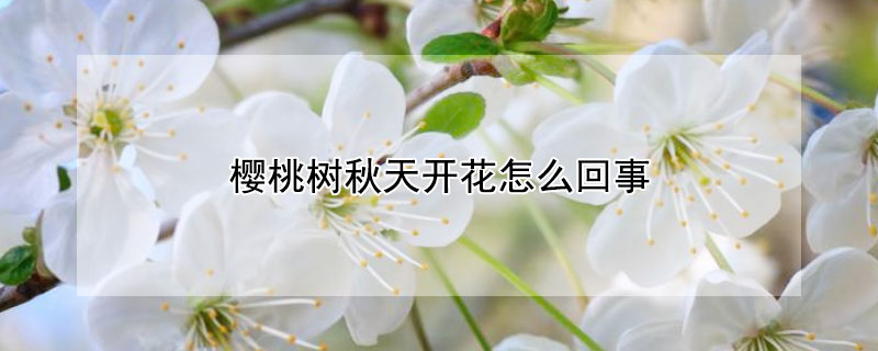 櫻桃樹秋天開花怎麼回事