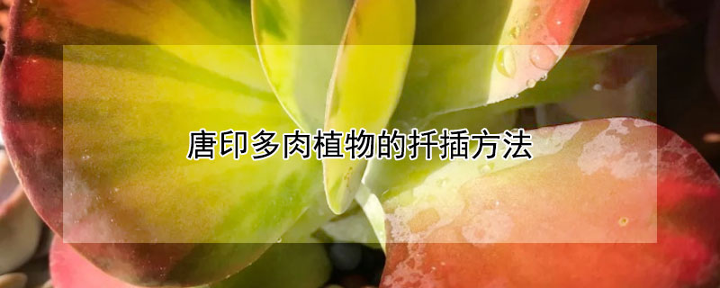 唐印多肉植物的扡插方法