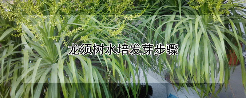 龍須樹水培發芽步驟