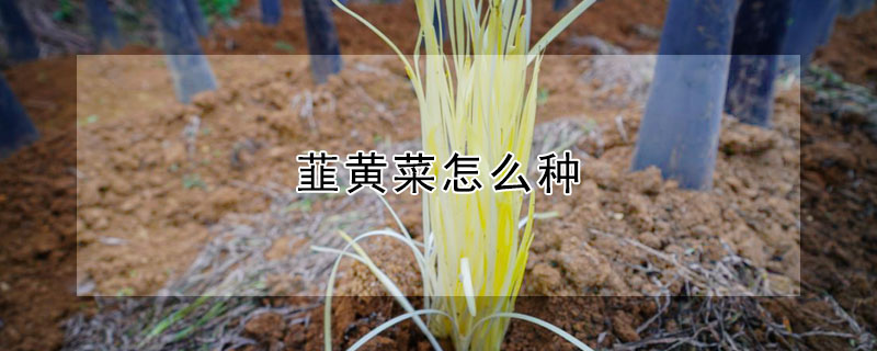 韮黃菜怎麼種