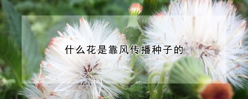 什麼花是靠風傳播種子的