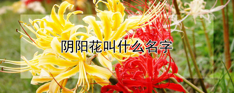 陰陽花叫什麼名字