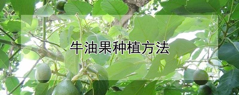 牛油果種植方法