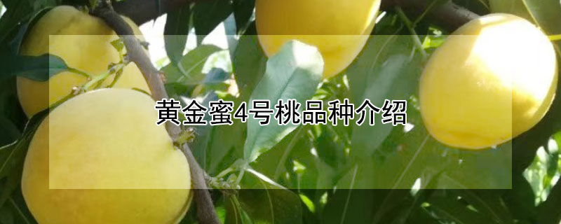 黃金蜜4號桃品種介紹