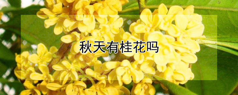 秋天有桂花嗎