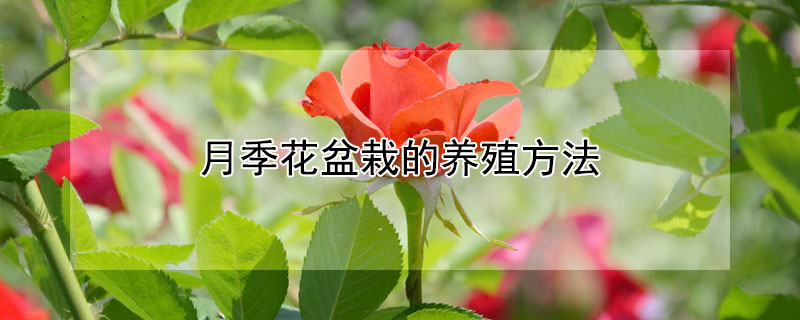 月季花盆栽的養殖方法