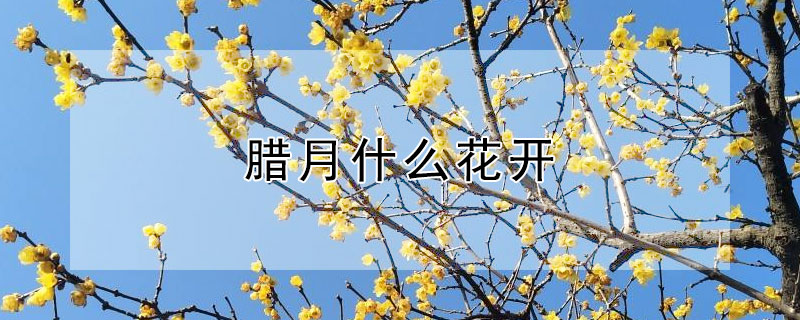 臘月什麼花開