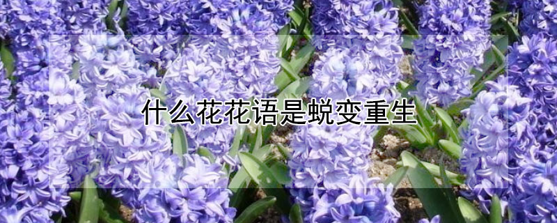 什麼花花語是蛻變重生