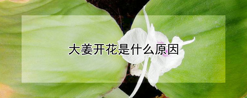 大薑開花是什麼原因