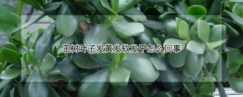 玉樹葉子發黃發軟發幹怎麼回事