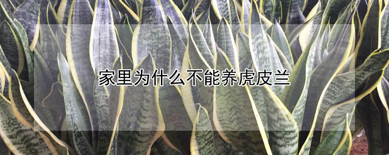 家裏為什麼不能養虎皮蘭