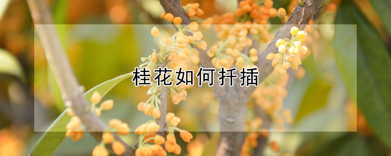 桂花如何扡插